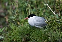 Havterne.20120630_4949