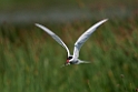 Havterne.20120630_4963