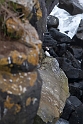 Horned Puffin.20120624_4200