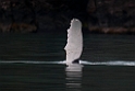 Humback Whale.20120628_4575
