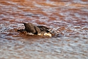 Hvad er dette.20120611_1285