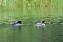 Islandsk hvinand.20120630_4858