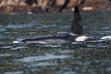 Killer whale.20120628_4657