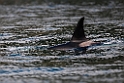 Killer whale.20120628_4664