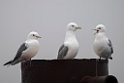 Kittiwakes.20120627_4462