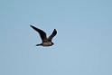 Kjove.20120615_2487