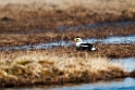 Kongeederfugl.20120613_2128