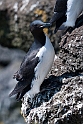 Kortnæbbet LOmvie.20120623_3874
