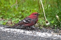 Krognæb.20120630_4835