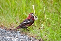 Krognæb.20120630_4844