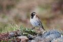 Laplandsværling.20120610_1023