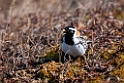 Laplandsværling.20120613_1965