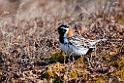 Laplandsværling.20120613_1968