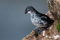 Least Auklet.20120622_3209