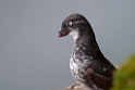 Least Auklet.20120622_3261