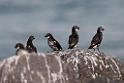 Least Auklet.20120622_3432