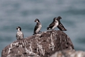 Least Auklet.20120622_3442