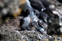 Least Auklet.20120623_3908