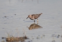 Least Sandpiper.20120630_5088