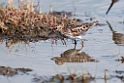 Least Sandpiper.20120630_5124
