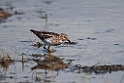 Least Sandpiper.20120630_5134