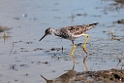 Lesser Yellowlegs.20120630_5081