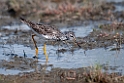 Lesser Yellowlegs.20120630_5100