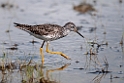 Lesser Yellowlegs.20120630_5107