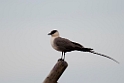 Lille kjove.20120610_1044