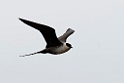 Lille kjove.20120610_1066