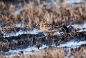 Long-billed Dowitcher.20120612_1614