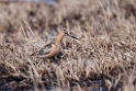 Long-billed Dowithcher.20120612_1634