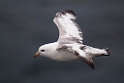 Mallemuk.20120622_3208