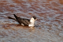 Mellemkjove.20120611_1279