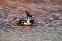 Mellemkjove.20120611_1283