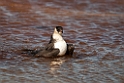 Mellemkjove.20120611_1284