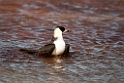 Mellemkjove.20120611_1290