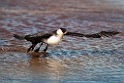 Mellemkjove.20120611_1295