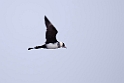Mellemkjove.20120612_1666