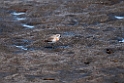 Mongolian Plover.20120622_3486