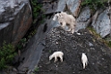Mountain goat.20120628_4580