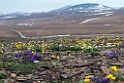 Nome Teller road.20120610_1027