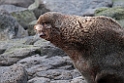 Northern Fur Seal.20120621_3081
