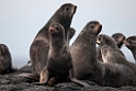 Northern Fur Seal.20120622_3522