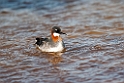 Odinshane.20120611_1319