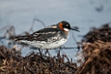 Odinshane.20120615_2378