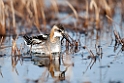 Odinshane.20120615_2428
