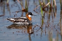 Odinshane.20120623_3774