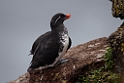 Parakeet Auklet.20120622_3227