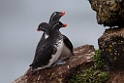 Parakeet Auklet.20120622_3239